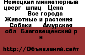 Немецкий миниатюрный(цверг) шпиц › Цена ­ 50 000 - Все города Животные и растения » Собаки   . Амурская обл.,Благовещенский р-н